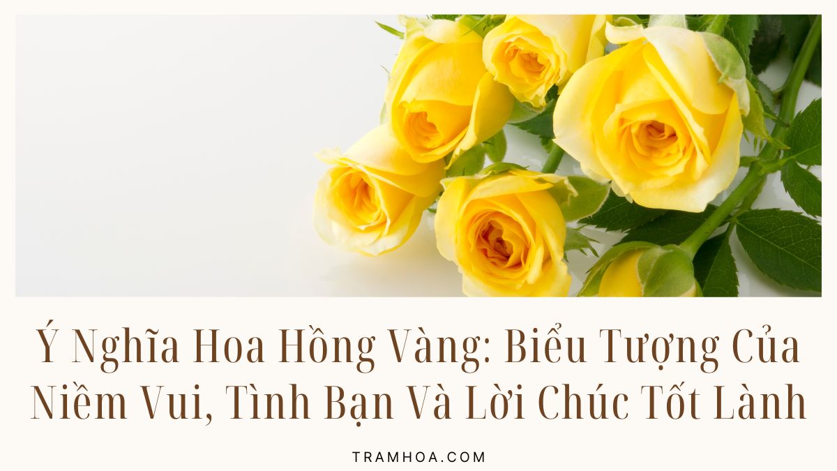 Y Nghia Hoa Hong Vang Bieu Tuong Cua Niem Vui Tinh Ban Va Loi Chuc Tot Lanh Ý Nghĩa Hoa Hồng Vàng: Biểu Tượng Của Niềm Vui, Tình Bạn Và Lời Chúc Tốt Lành