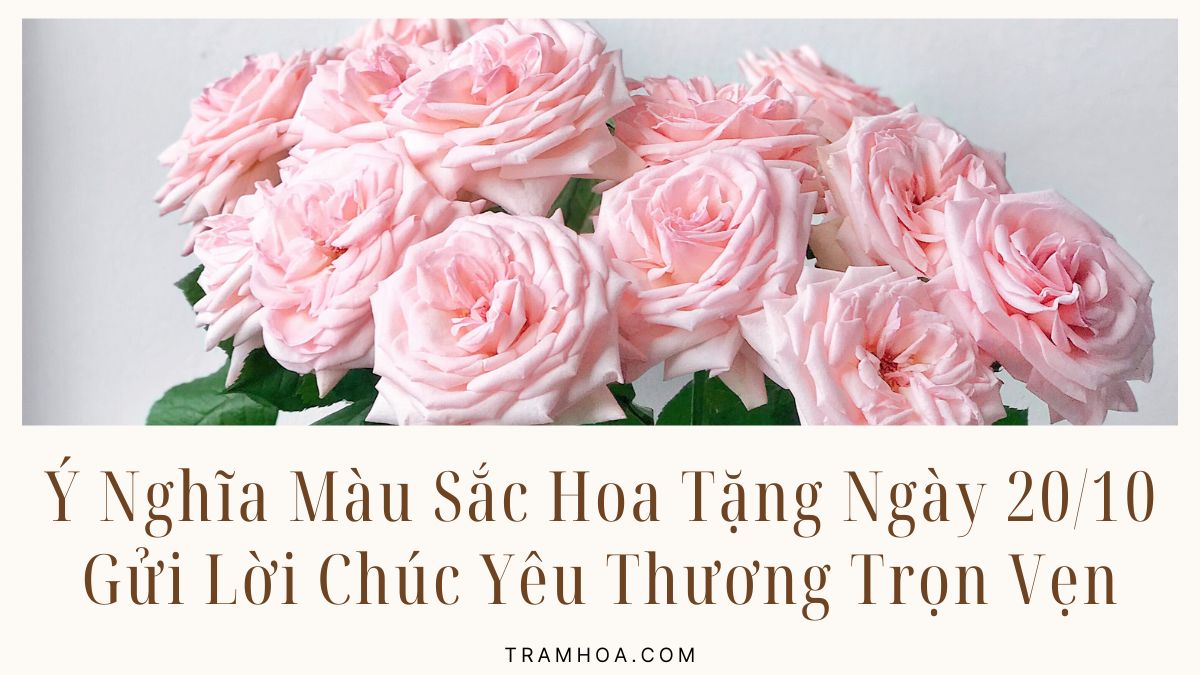 Ý Nghĩa Màu Sắc Hoa Tặng Ngày 20/10
