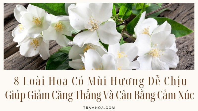 8 Loài Hoa Có Mùi Hương Dễ Chịu Giúp Giảm Căng Thẳng Và Cân Bằng Cảm Xúc