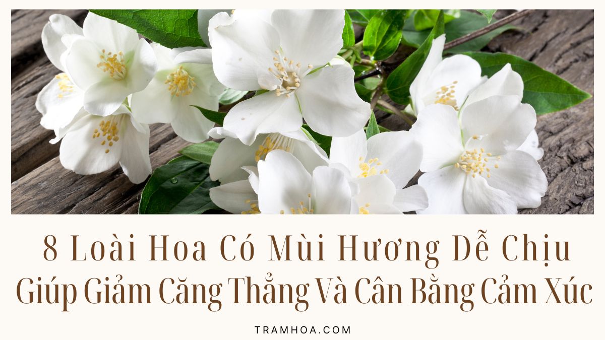 8 Loai Hoa Co Mui Huong De Chiu Giup Giam Cang Thang Va Can Bang Cam Xuc 8 Loài Hoa Có Mùi Hương Dễ Chịu Giúp Giảm Căng Thẳng Và Cân Bằng Cảm Xúc