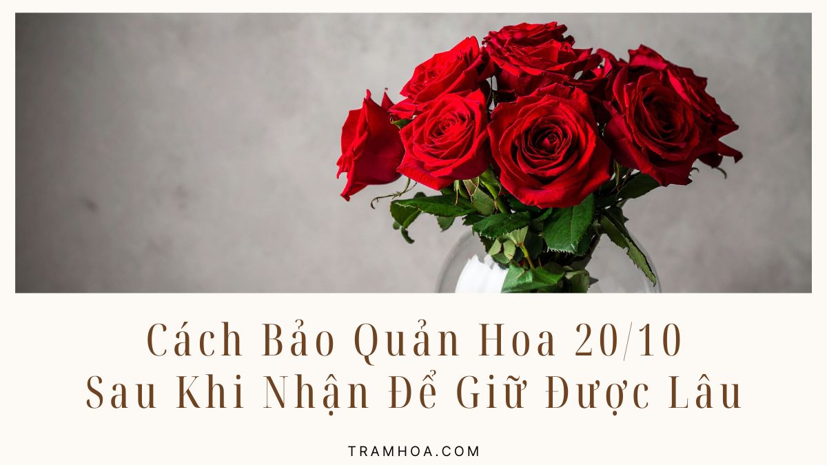 Cách Bảo Quản Hoa 20-10 Sau Khi Nhận Để Giữ Được Lâu