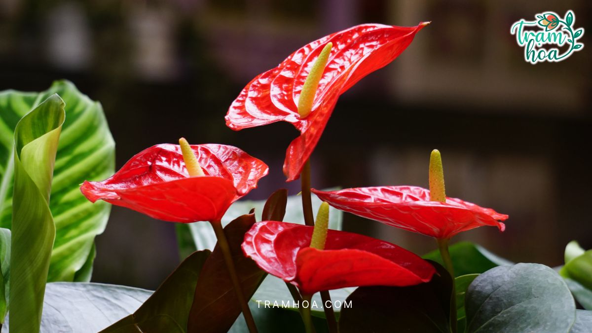 Hoa hong mon la lua chon tuyet voi danh cho cac buoi khai truong cong ty showroom hoac van phong lam viec Hoa hồng môn là lựa chọn tuyệt vời dành cho các buổi khai trương công ty, showroom hoặc văn phòng làm việc