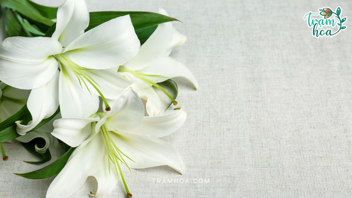Hoa ly tu lau da duoc xem la loai hoa dai dien cho thanh cong danh tieng va long kieu hanh Hoa ly từ lâu đã được xem là loài hoa đại diện cho thành công, danh tiếng và lòng kiêu hãnh