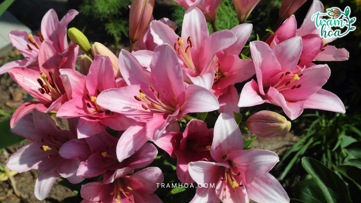 Hoa ly – Thanh cao va kieu hanh Hoa ly – Thanh cao và kiêu hãnh