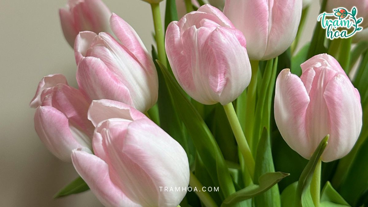 Hoa tulip – Su tinh te va hien dai Hoa tulip – Sự tinh tế và hiện đại