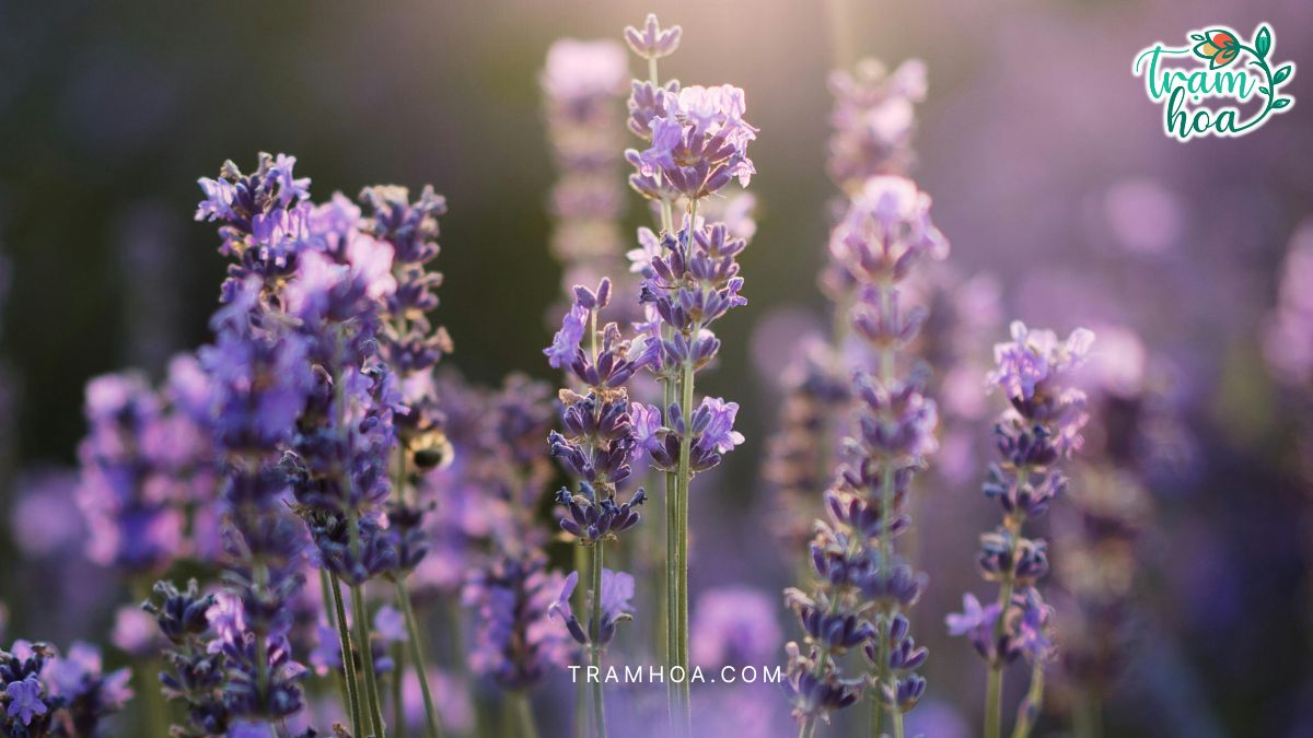 Moi khi huong lavender lan toa ca khong gian nhu chim trong su an yen Mỗi khi hương lavender lan tỏa, cả không gian như chìm trong sự an yên