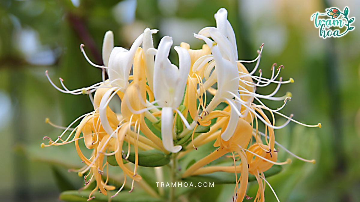 Cây hoa thiên lý khá quen thuộc với người dân Việt Nam