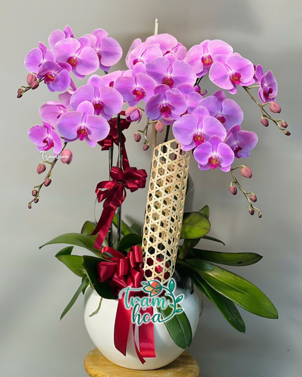 Chậu lan hồ điệp tím thể hiện sự ngưỡng mộ và tình cảm sâu sắc