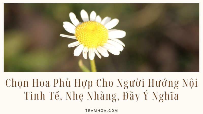 Chọn Hoa Phù Hợp Cho Người Hướng Nội Tinh Tế, Nhẹ Nhàng, Đầy Ý Nghĩa