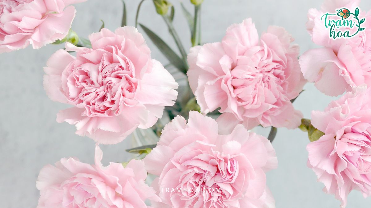 Hoa Cam Chuong Pastel – Diu dang va sau sac phu hop cho nguoi huong noi Hoa Cẩm Chướng Pastel – Dịu dàng và sâu sắc phù hợp cho người hướng nội