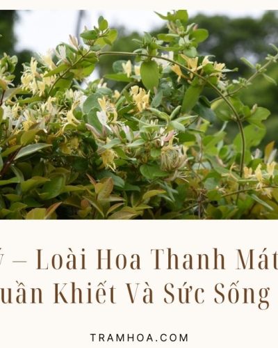 Hoa Thien Ly – Loai Hoa Thanh Mat Bieu Tuong Cua Su Thuan Khiet Va Suc Song Manh Liet
