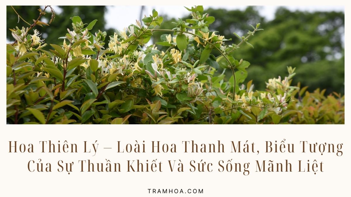 Hoa Thiên Lý – Loài Hoa Thanh Mát, Biểu Tượng Của Sự Thuần Khiết Và Sức Sống Mãnh Liệt