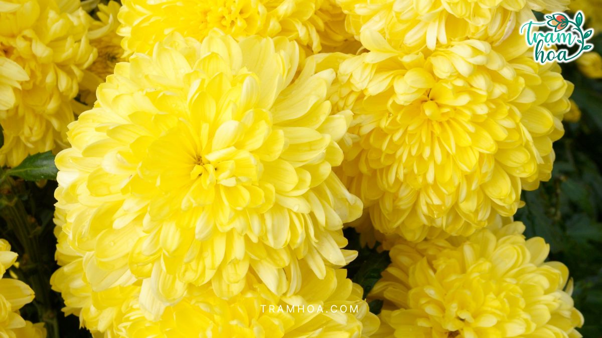 Hoa cúc vàng tượng trưng cho sự trường tồn, hiếu thảo, bền bỉ.