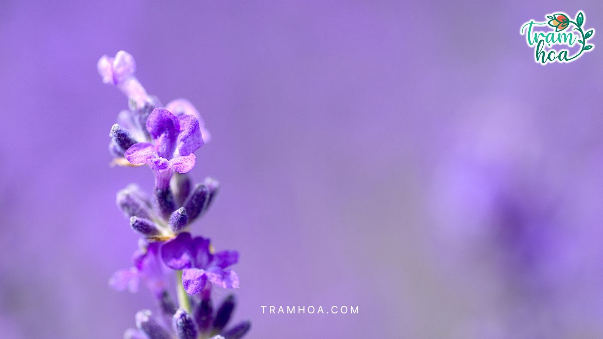 Hoa lavender phu hop cho nguoi huong noi thich khong gian rieng va can su can bang noi tam Hoa lavender phù hợp cho người hướng nội thích không gian riêng và cần sự cân bằng nội tâm