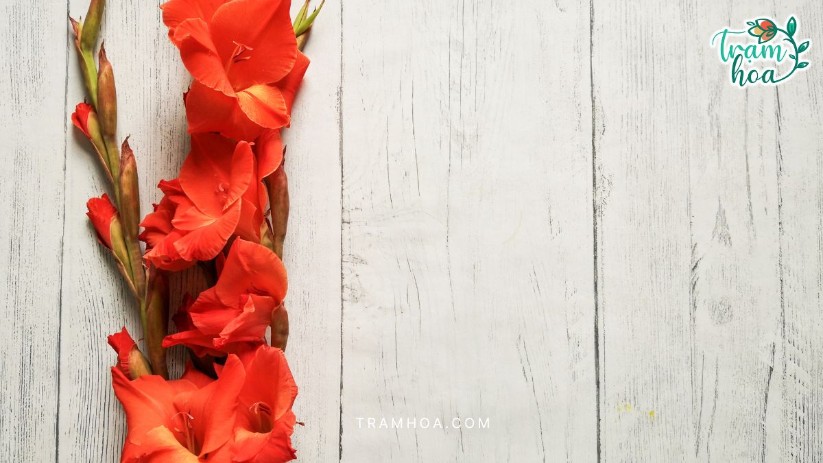 Hoa lay ơn phổ biến trong các nghi lễ truyền thống, tượng trưng cho lòng biết ơn và sự thành kính.