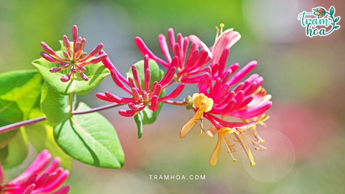 Hoa thiên lý là biểu tượng cho tình yêu chung thủy