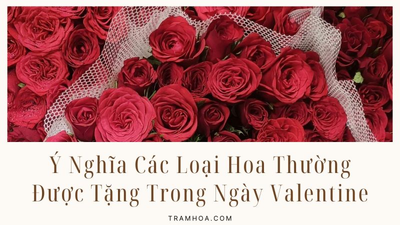 Ý Nghĩa Các Loại Hoa Thường Được Tặng Trong Ngày Valentine