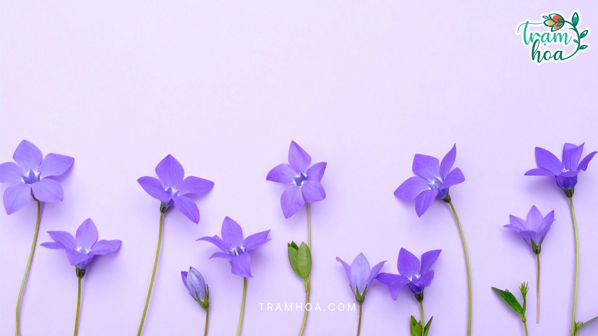 Cac Mau Trang Tri Voi Hoa Dua Can Trong Khong Gian Song Các Mẫu Trang Trí Với Hoa Dừa Cạn Trong Không Gian Sống