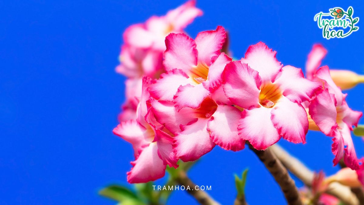 Chăm Sóc Đúng Quy Trình Giúp Cây Hoa Sứ Luôn Khỏe Mạnh, Ra Hoa Đều Đặn Và Giữ Nét Đẹp Bền Lâu