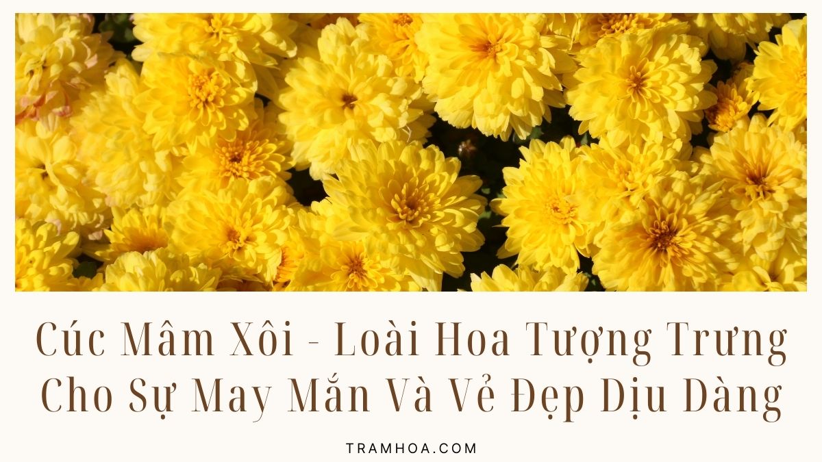Cúc Mâm Xôi - Loài Hoa Tượng Trưng Cho Sự May Mắn Và Vẻ Đẹp Dịu Dàng