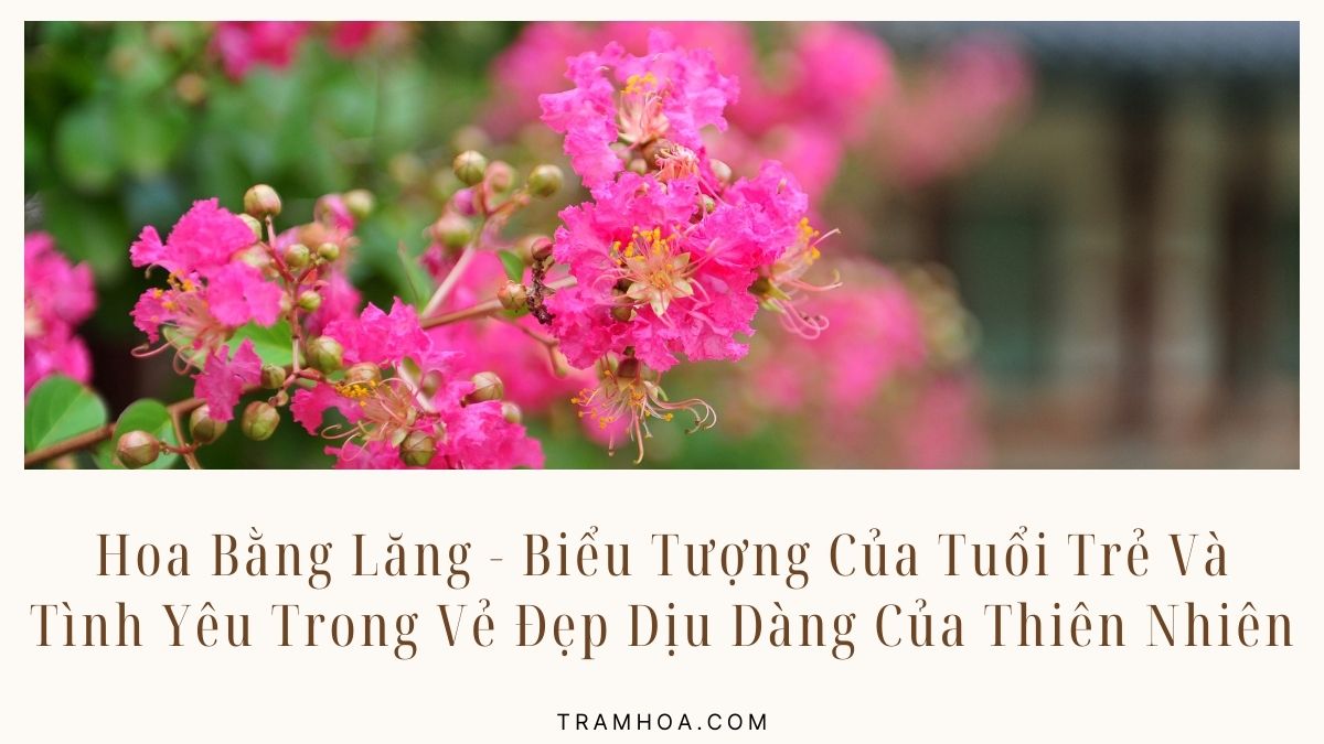 Hoa Bằng Lăng - Biểu Tượng Của Tuổi Trẻ Và Tình Yêu Trong Vẻ Đẹp Dịu Dàng Của Thiên Nhiên