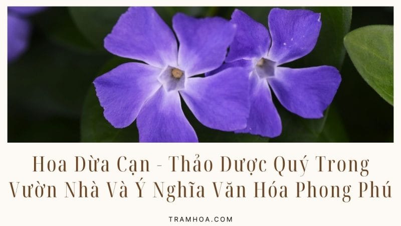 Hoa dừa cạn - Đặc điểm, ý nghĩa và cách trồng chăm sóc đúng