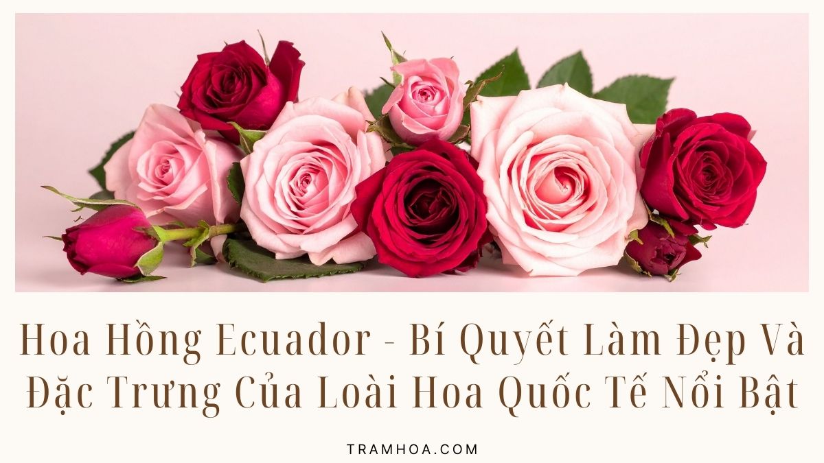 Hoa Hồng Ecuador - Bí Quyết Làm Đẹp Và Đặc Trưng Của Loài Hoa Quốc Tế Nổi Bật