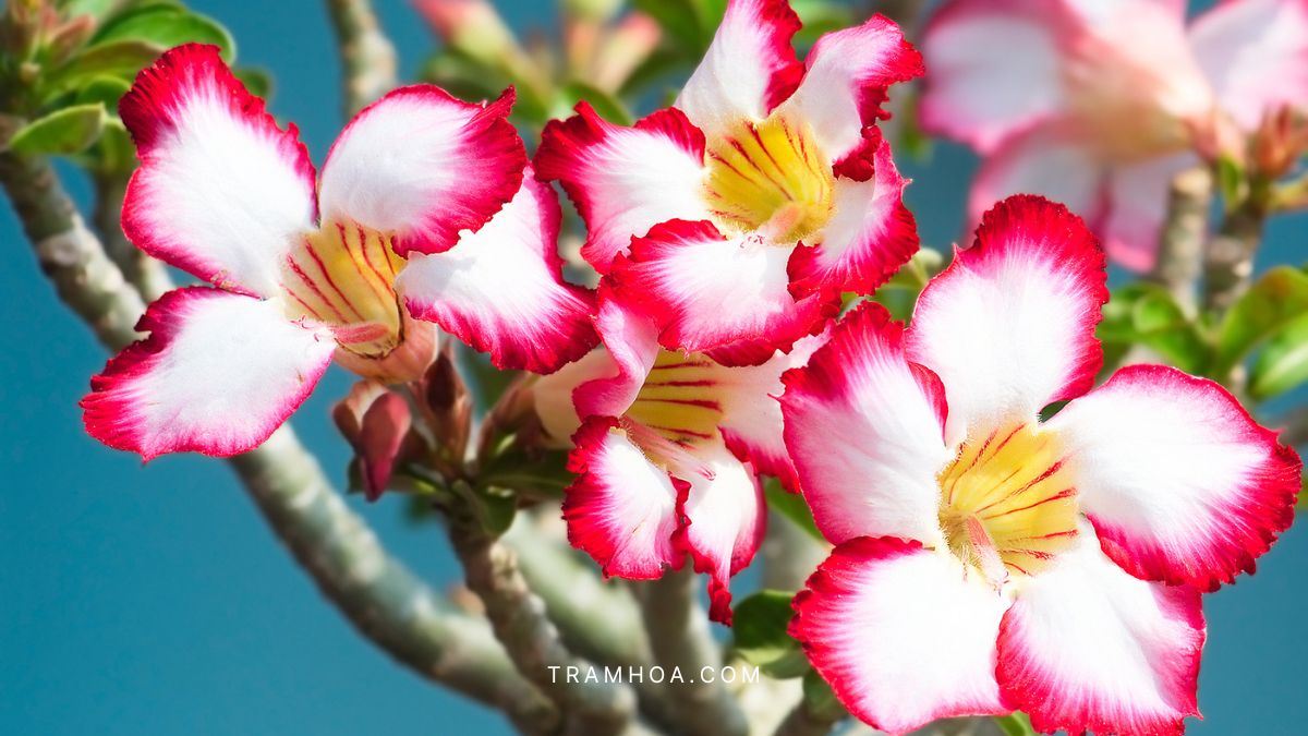 Hoa Sứ Không Chỉ Là Loài Hoa Để Trang Trí Mà Còn Mang Trong Đó Những Ý Nghĩa Cao Đẹp