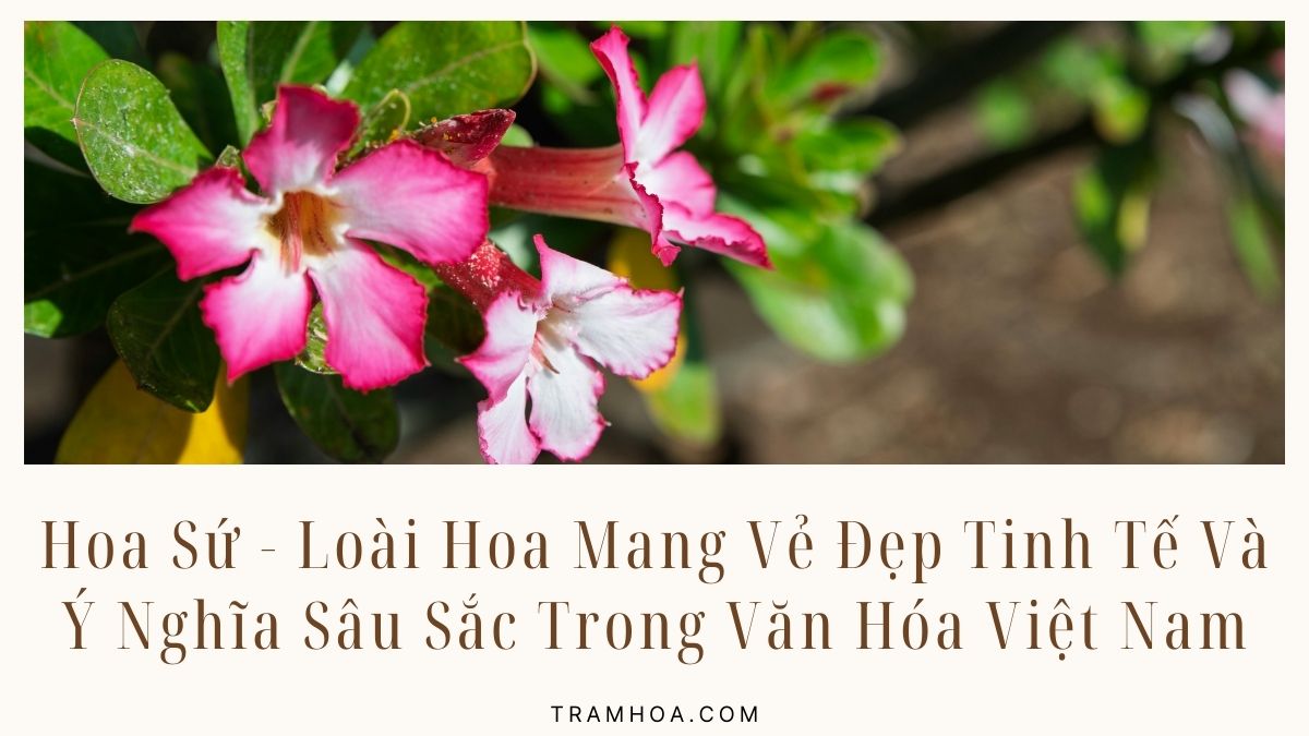Hoa Sứ - Loài Hoa Mang Vẻ Đẹp Tinh Tế Và Ý Nghĩa Sâu Sắc Trong Văn Hóa Việt Nam