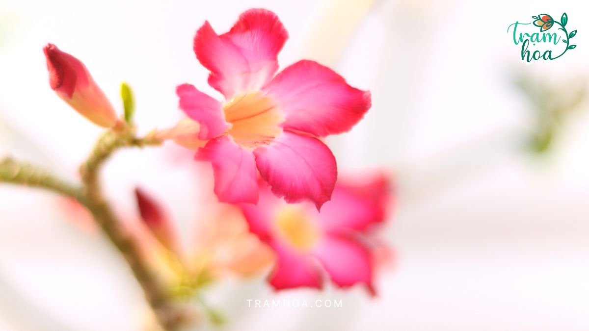 Hoa Sứ Mang Ý Nghĩa Văn Hóa Sâu Sắc Gắn Liền Với Truyền Thống, Phong Tục Tập Quán Của Người Việt