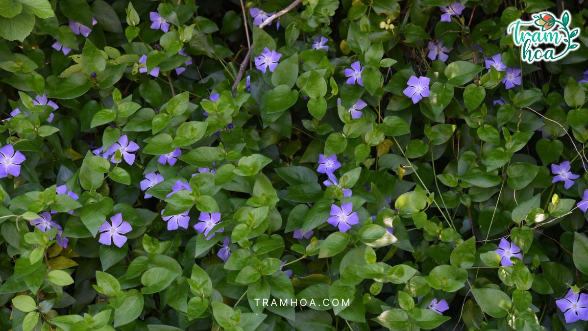 Ky Thuat Trong va Cham Soc Hoa Dua Can Kỹ Thuật Trồng và Chăm Sóc Hoa Dừa Cạn