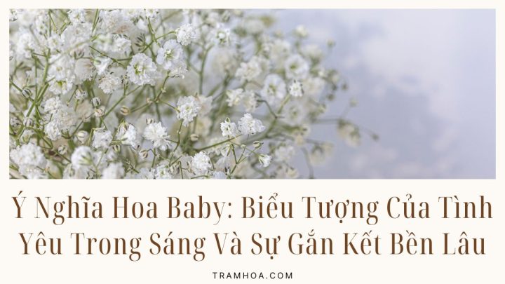 Ý Nghĩa Hoa Baby - Biểu Tượng Của Tình Yêu Trong Sáng Và Sự Gắn Kết Bền Lâu