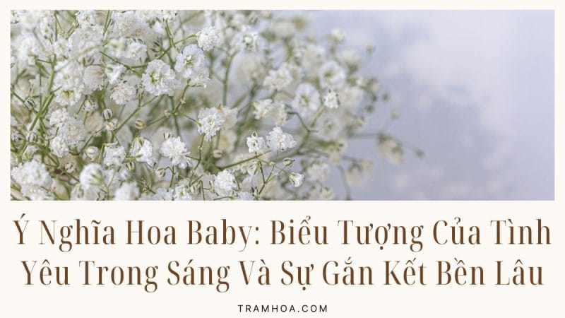 Ý Nghĩa Hoa Baby - Biểu Tượng Của Tình Yêu Trong Sáng Và Sự Gắn Kết Bền Lâu