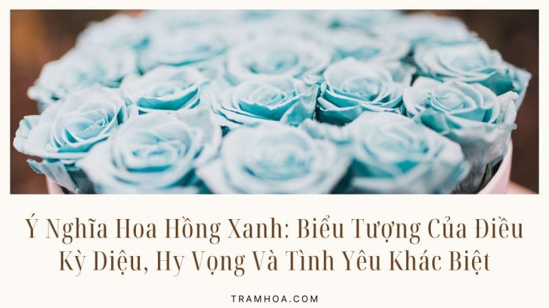 Ý Nghĩa Hoa Hồng Xanh: Biểu Tượng Của Điều Kỳ Diệu, Hy Vọng Và Tình Yêu Khác Biệt