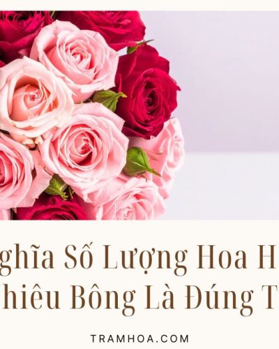 Y Nghia So Luong Hoa Hong Tang Bao Nhieu Bong La Dung Thong Diep