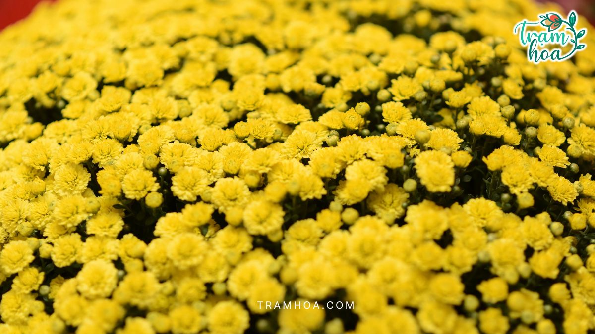 Ý nghĩa của cúc mâm xôi