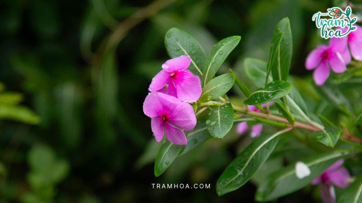 Y nghia cua hoa dua can Ý nghĩa sâu sắc của hoa dừa cạn