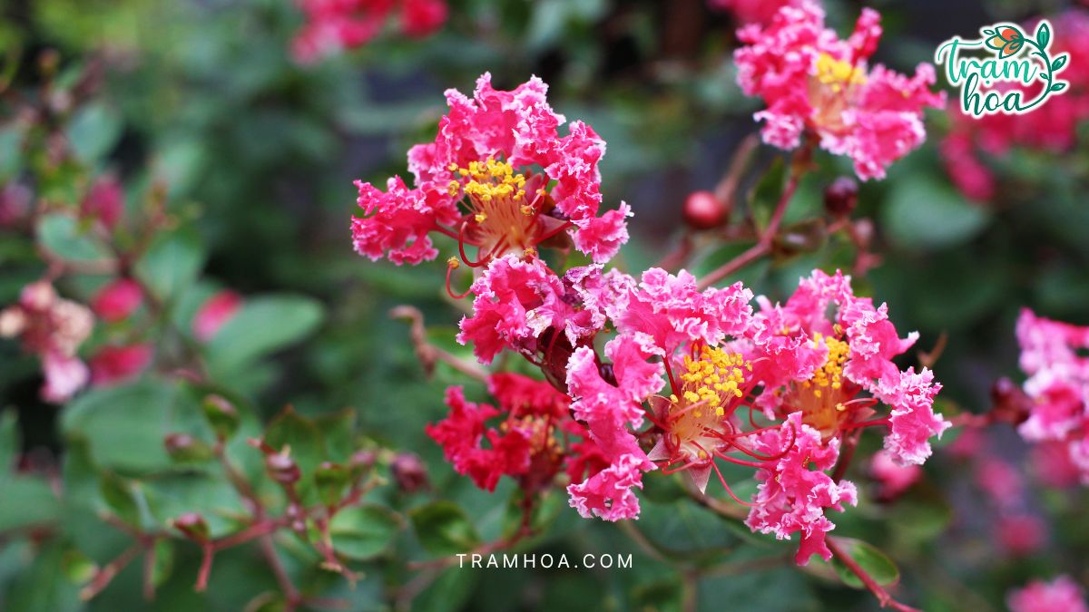 Chăm sóc cây bằng lăng đòi hỏi sự kiên nhẫn, cẩn trọng và kiến thức phù hợp để giữ cho cây luôn xanh tốt, hoa đẹp