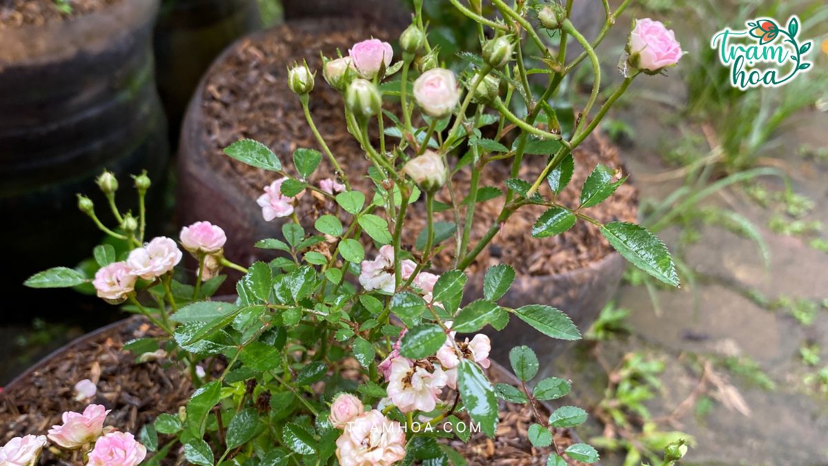 Đặc điểm nổi bật của hoa hồng tỉ muội