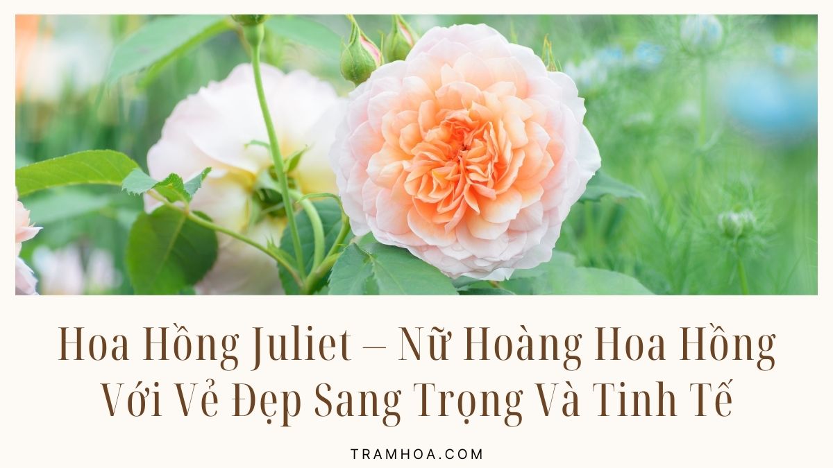 Hoa Hồng Juliet - Nữ Hoàng Hoa Hồng Với Vẻ Đẹp Sang Trọng Và Tinh Tế