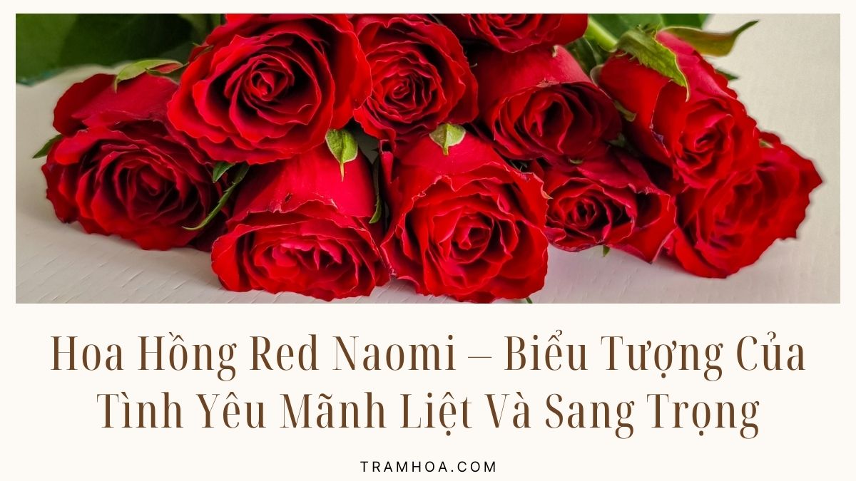 Hoa Hồng Red Naomi – Biểu Tượng Của Tình Yêu Mãnh Liệt Và Sang Trọng