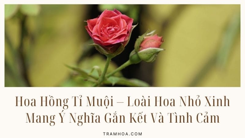 Hoa Hồng Tỉ Muội - Loài Hoa Nhỏ Xinh Mang Ý Nghĩa Gắn Kết Và Tình Cảm