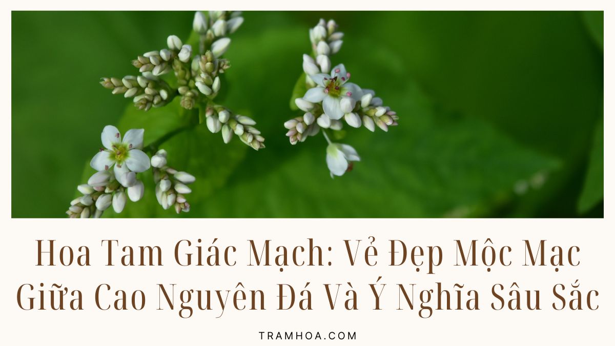 Hoa Tam Giác Mạch - Vẻ Đẹp Mộc Mạc Giữa Cao Nguyên Đá Và Ý Nghĩa Sâu Sắc