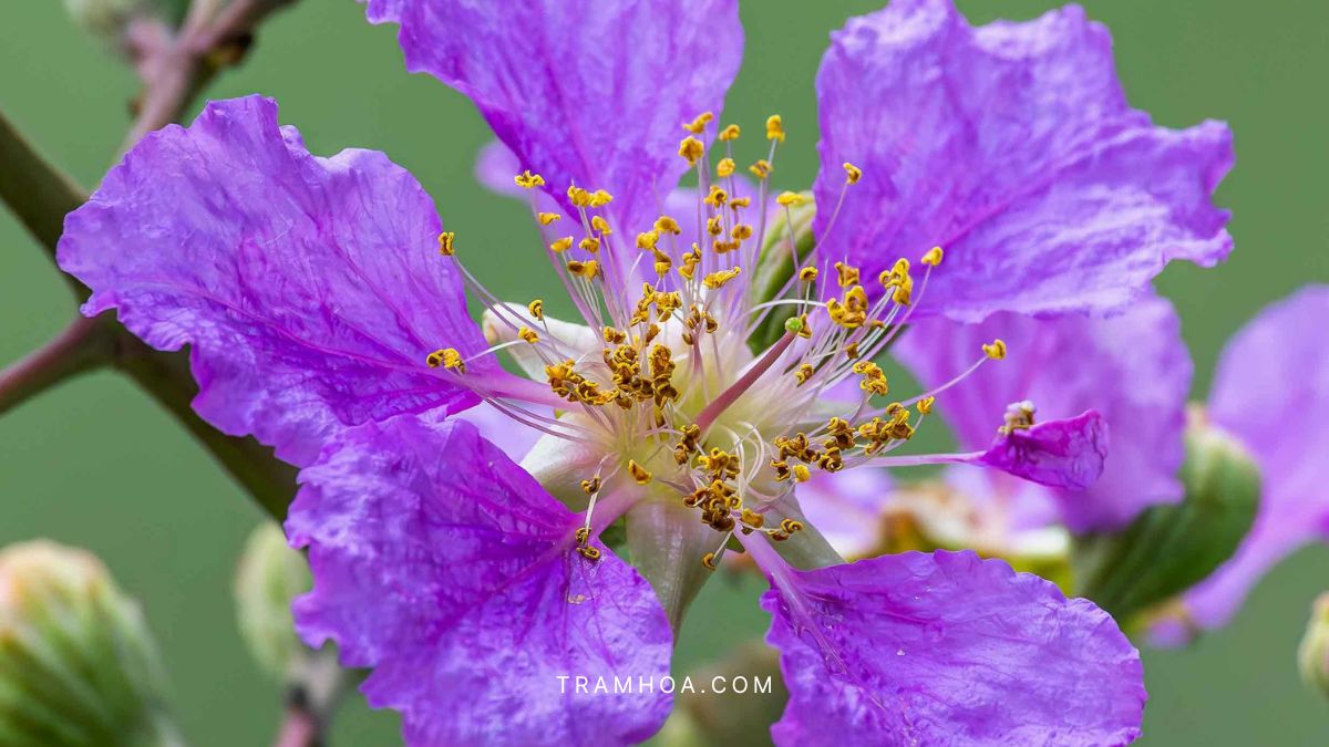 Hoa bằng lăng thường mọc thành từng chùm dài, nhỏ nhắn, có màu tím nhạt hoặc tím đậm tùy từng giống