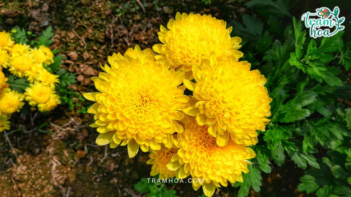 Hoa cúc - biểu tượng của sự trang nghiêm và lòng thành kính