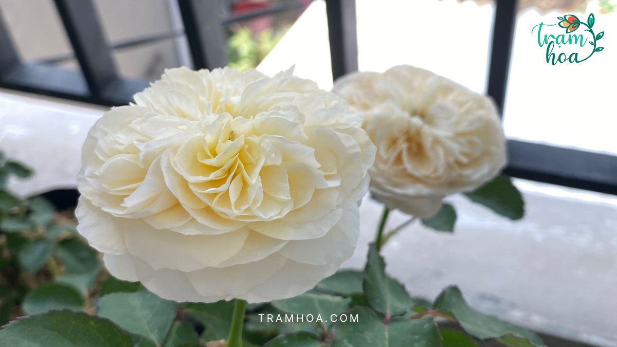 Hoa hồng Juliet không chỉ là một giống hoa hồng đẹp mà còn là biểu tượng của sự tinh tế, sang trọng và tình yêu sâu sắc