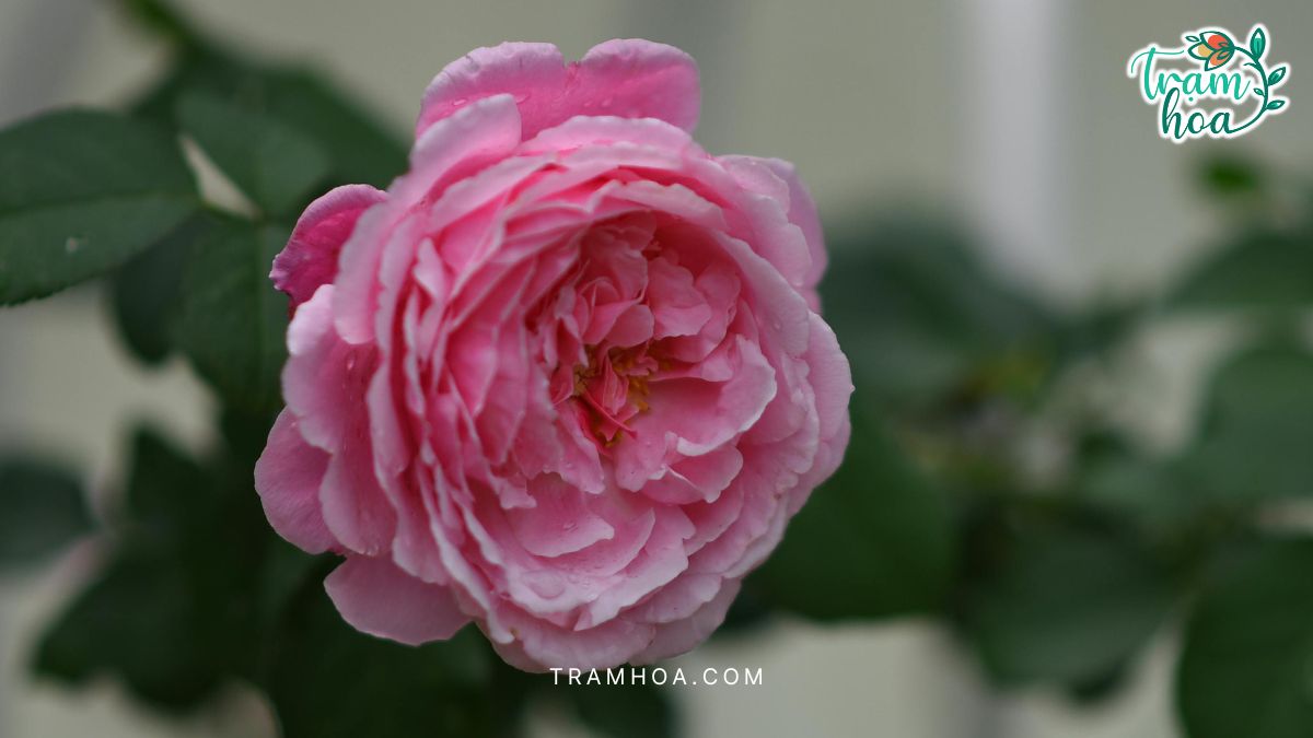 Hoa hồng Juliet là biểu tượng của tình yêu nhẹ nhàng nhưng sau sắc