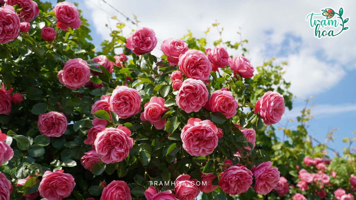 Hoa hồng Juliet là một giống hoa hồng thuộc dòng David Austin Roses