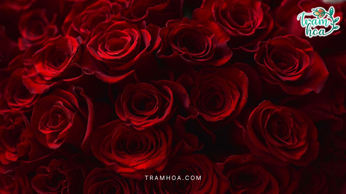 Hoa hồng Red Naomi có kích thước bông lớn và độ bền cao