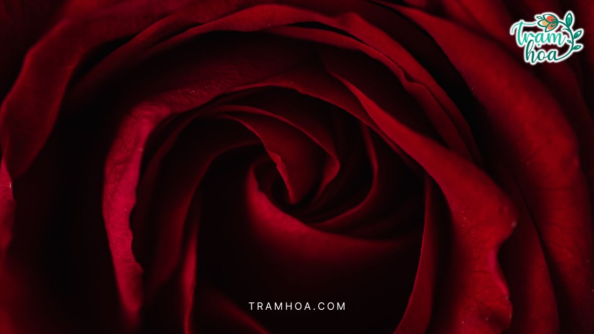 Hoa hồng Red Naomi là biểu tượng của tình yêu mãnh liệt và đầy đam mê